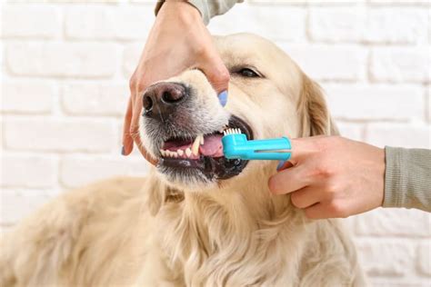 The Dos and Don'ts of Using Magic Mouthwash for Dogs